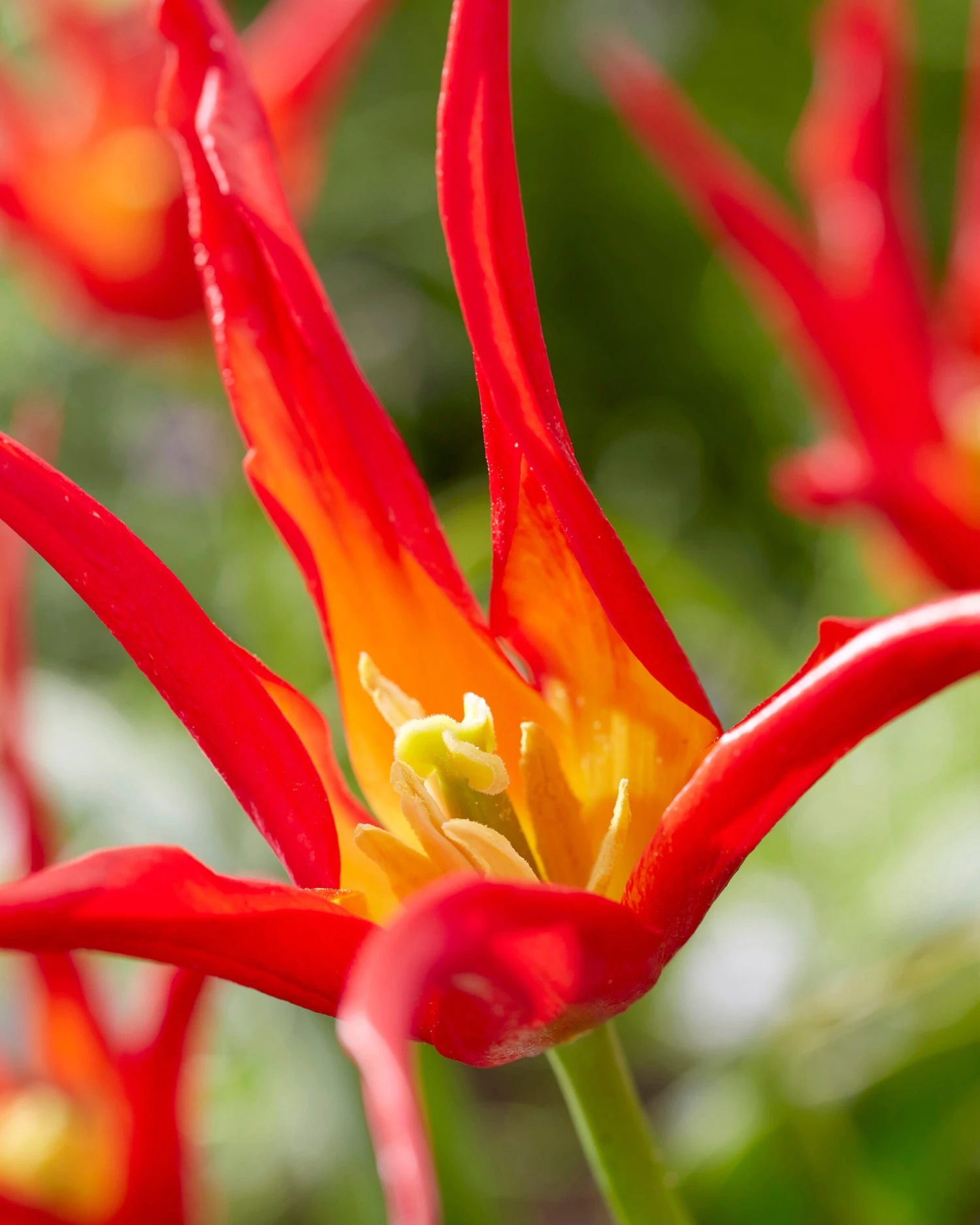 Tulip 'Go Go Red' - Image 7