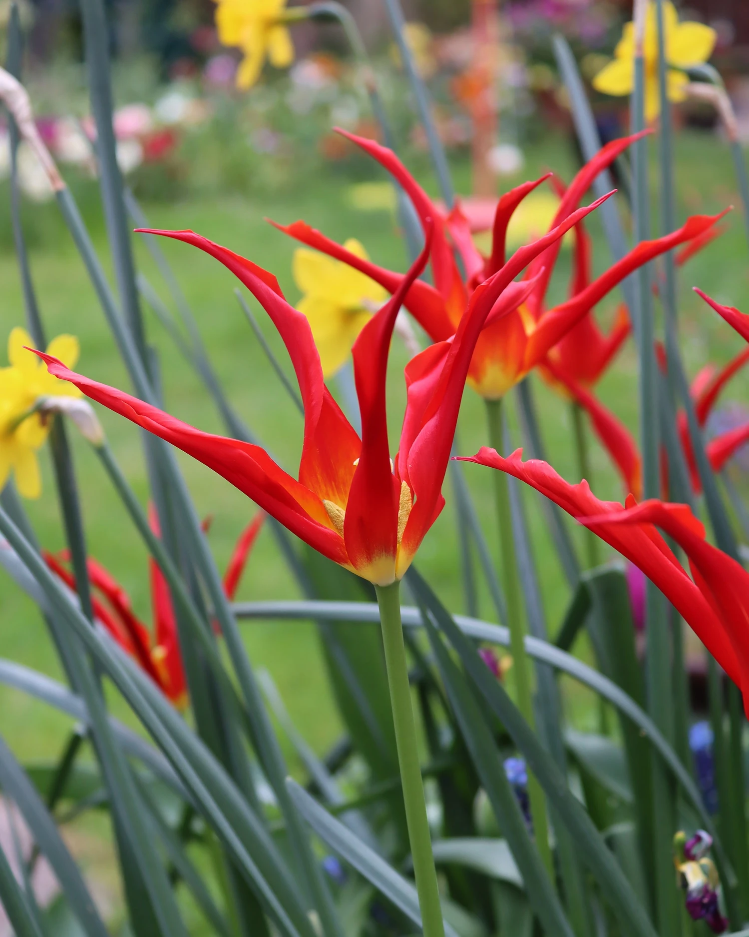 Tulip 'Go Go Red' - Image 11