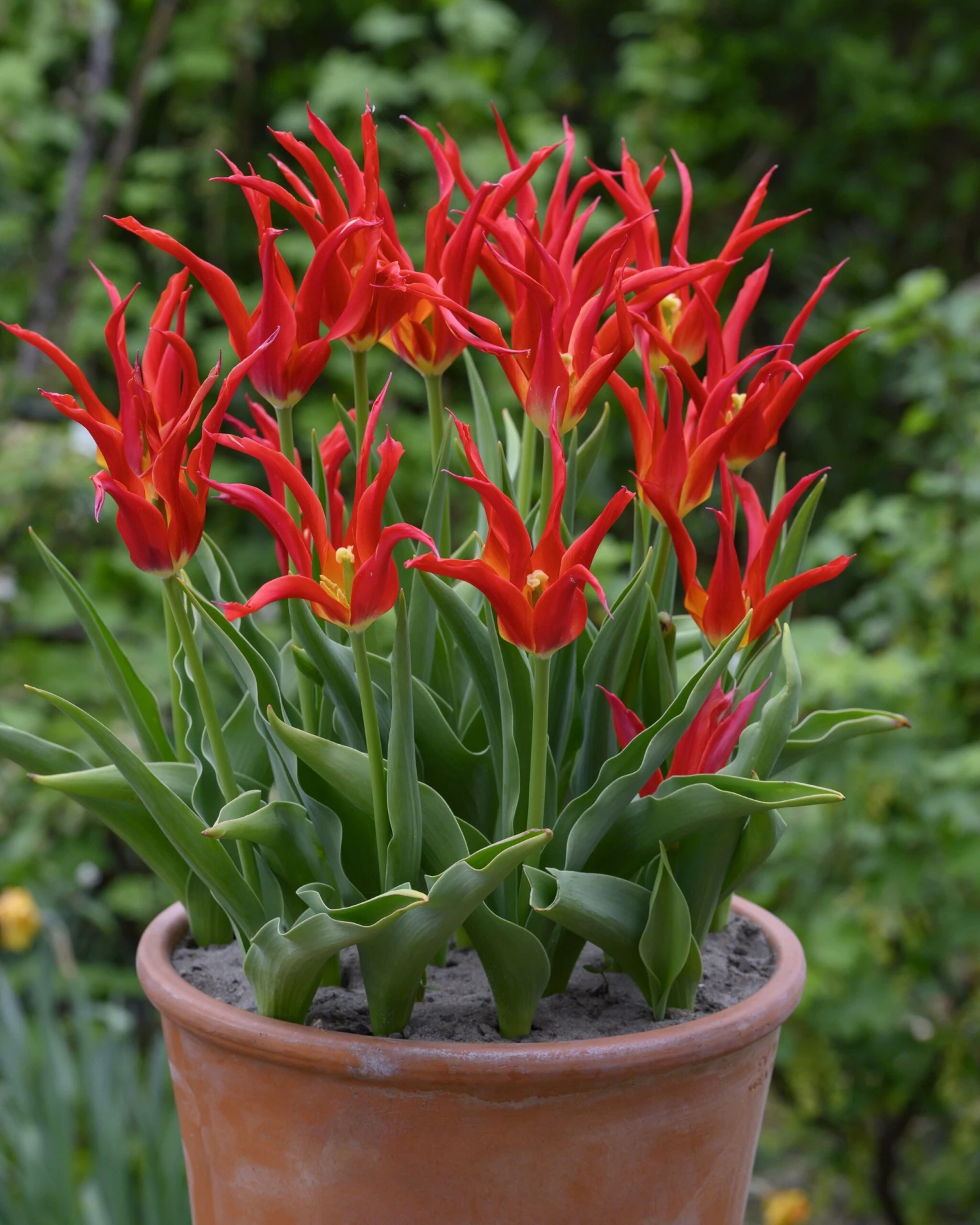 Tulip 'Go Go Red' - Image 2
