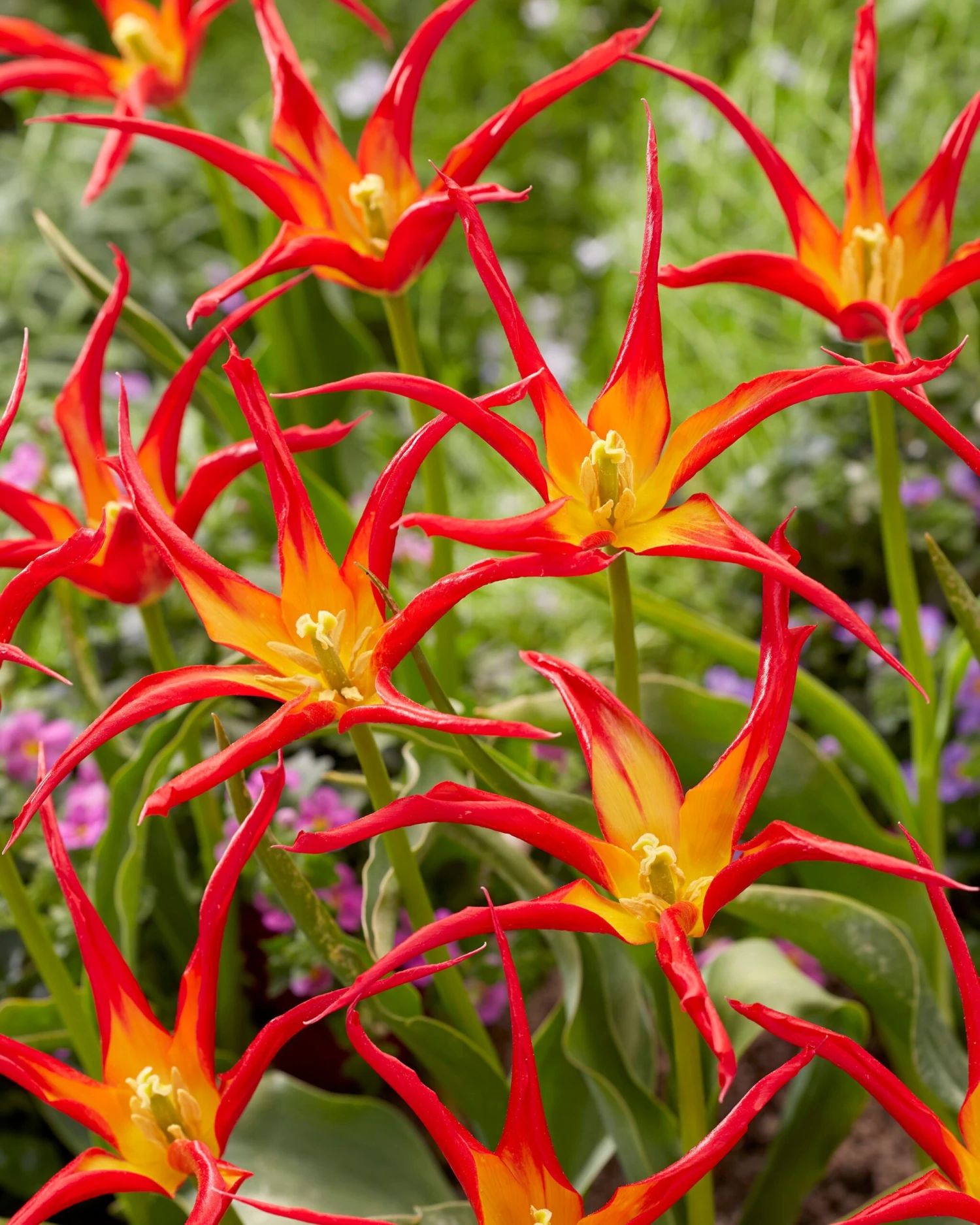 Tulip 'Go Go Red' - Image 6