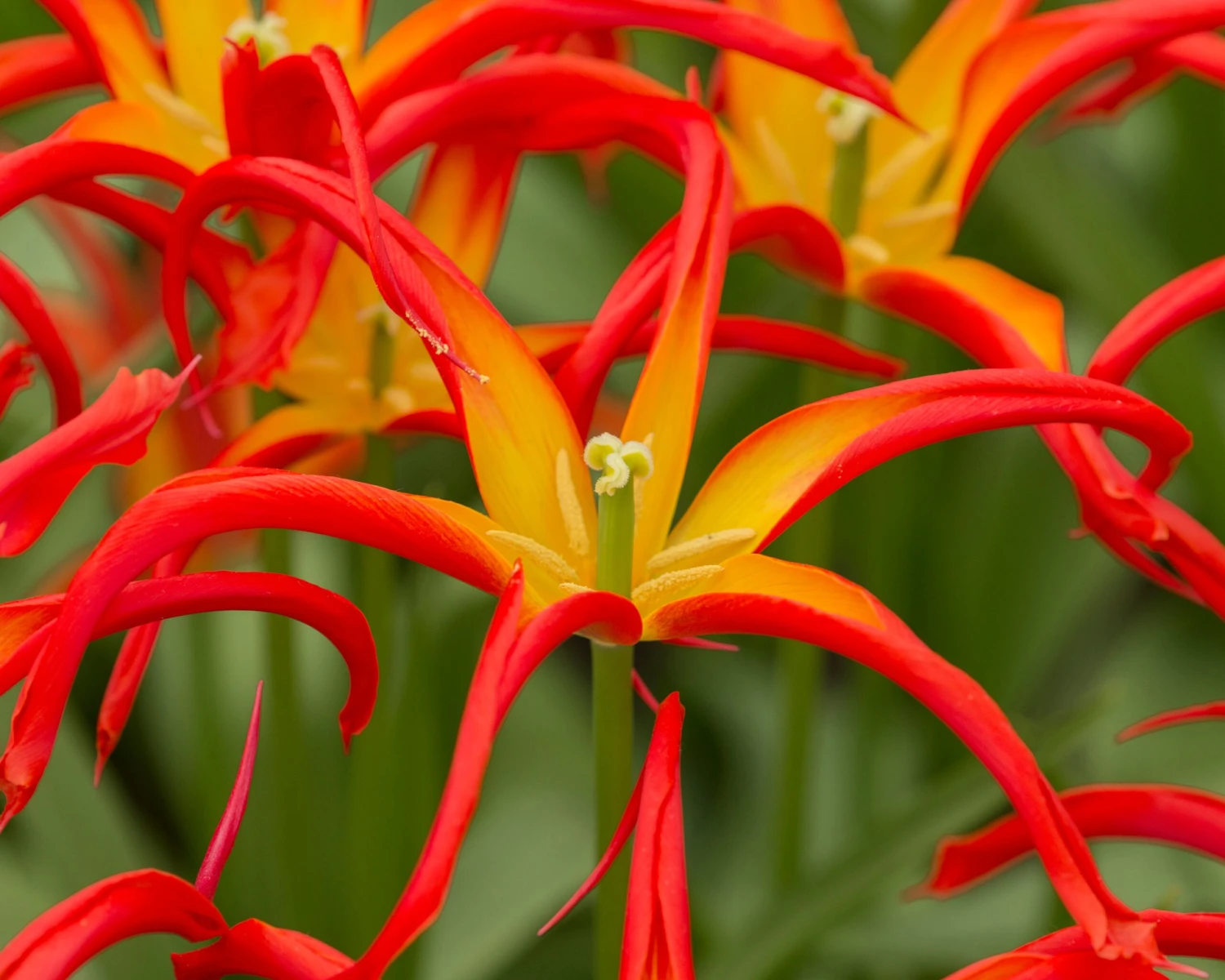 Tulip 'Go Go Red' - Image 5