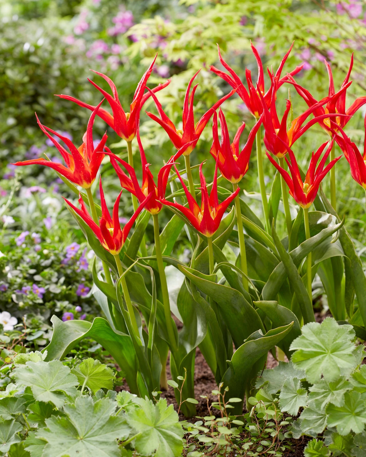 Tulip 'Go Go Red' - Image 10