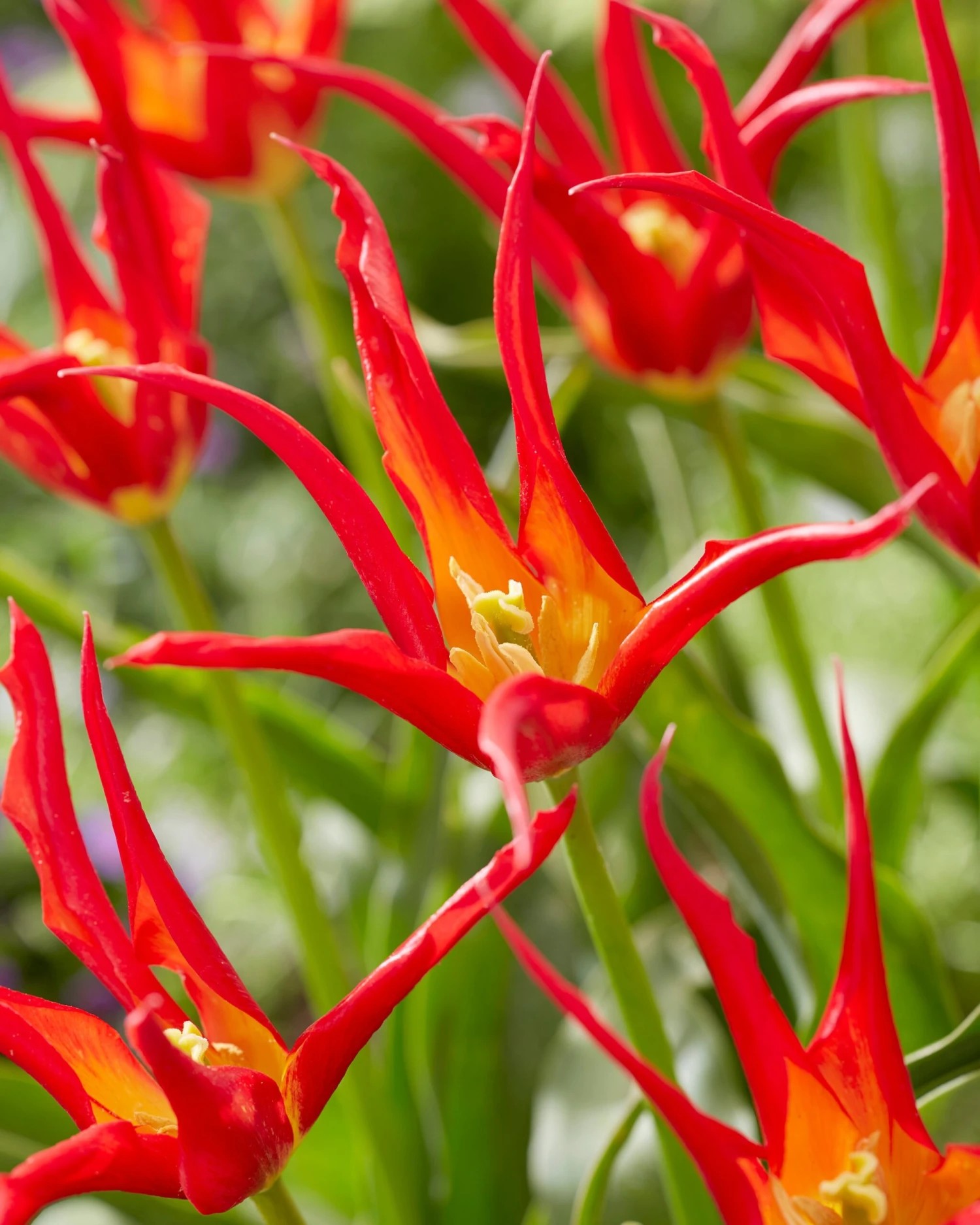 Tulip 'Go Go Red' - Image 9