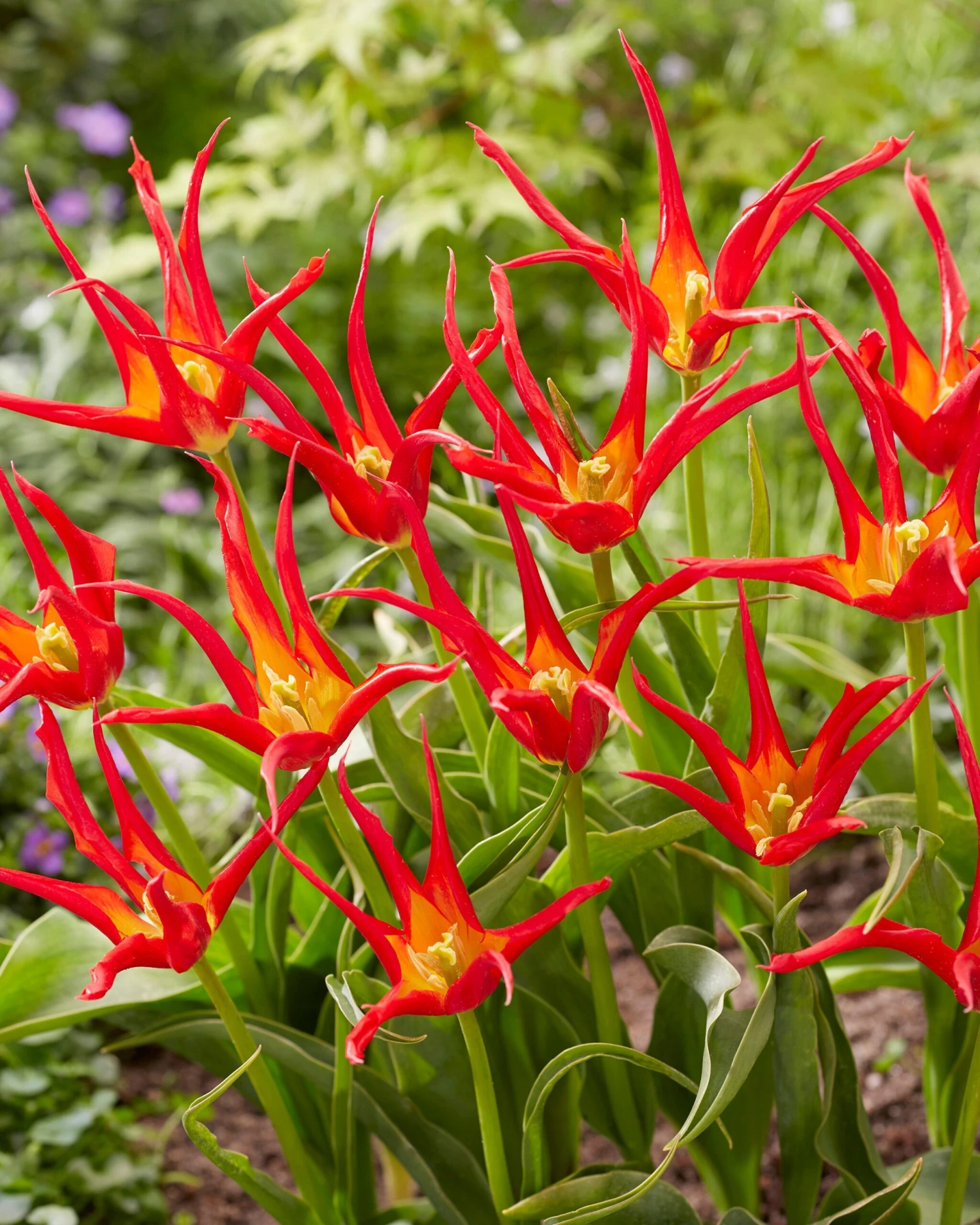 Tulip 'Go Go Red' - Image 8