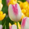 Tulip 'Graceland'