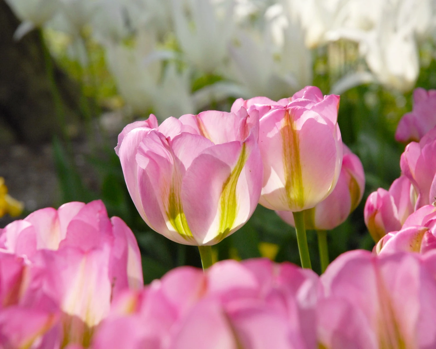 Tulip 'Greenland' - Image 6