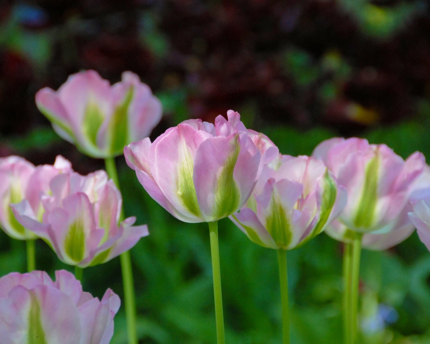 Tulip 'Greenland' - Image 5