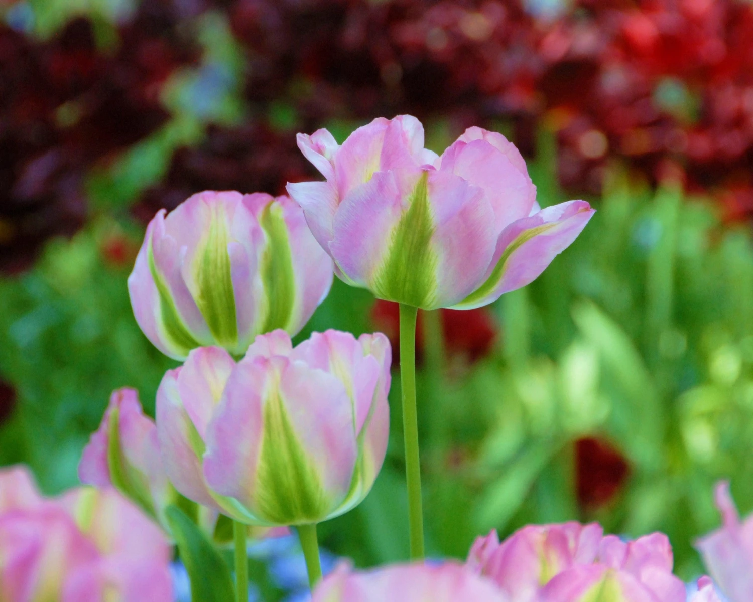 Tulip 'Greenland' - Image 3