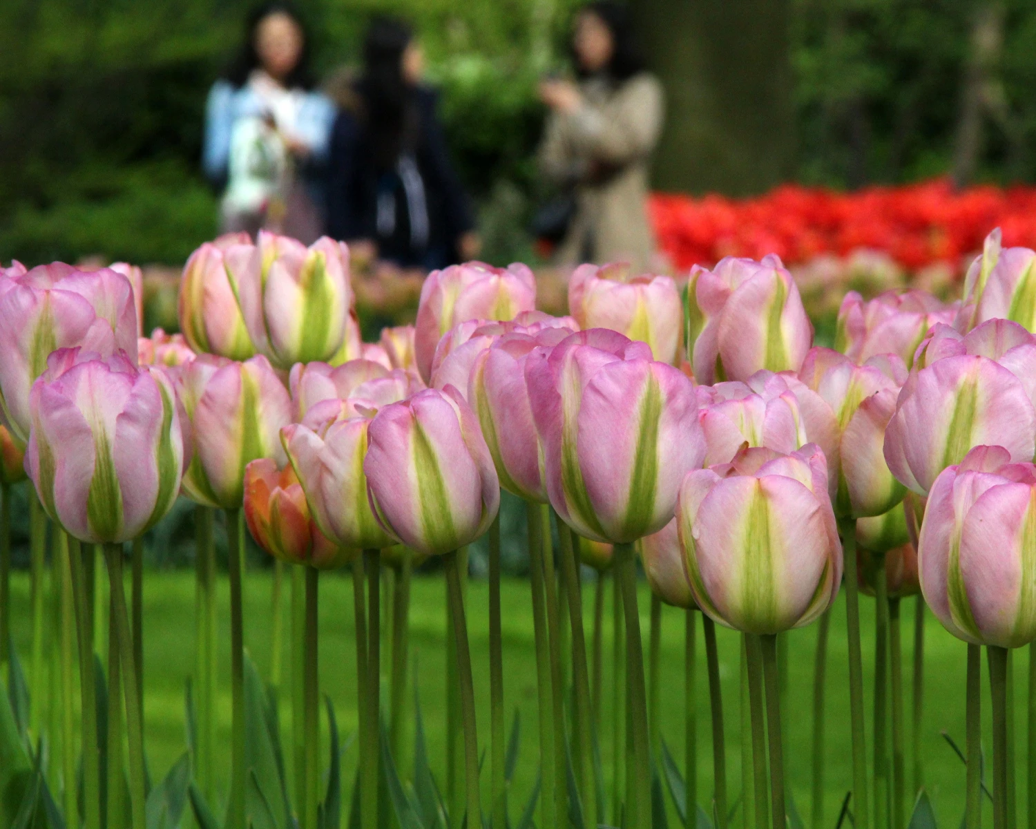 Tulip 'Greenland' - Image 2