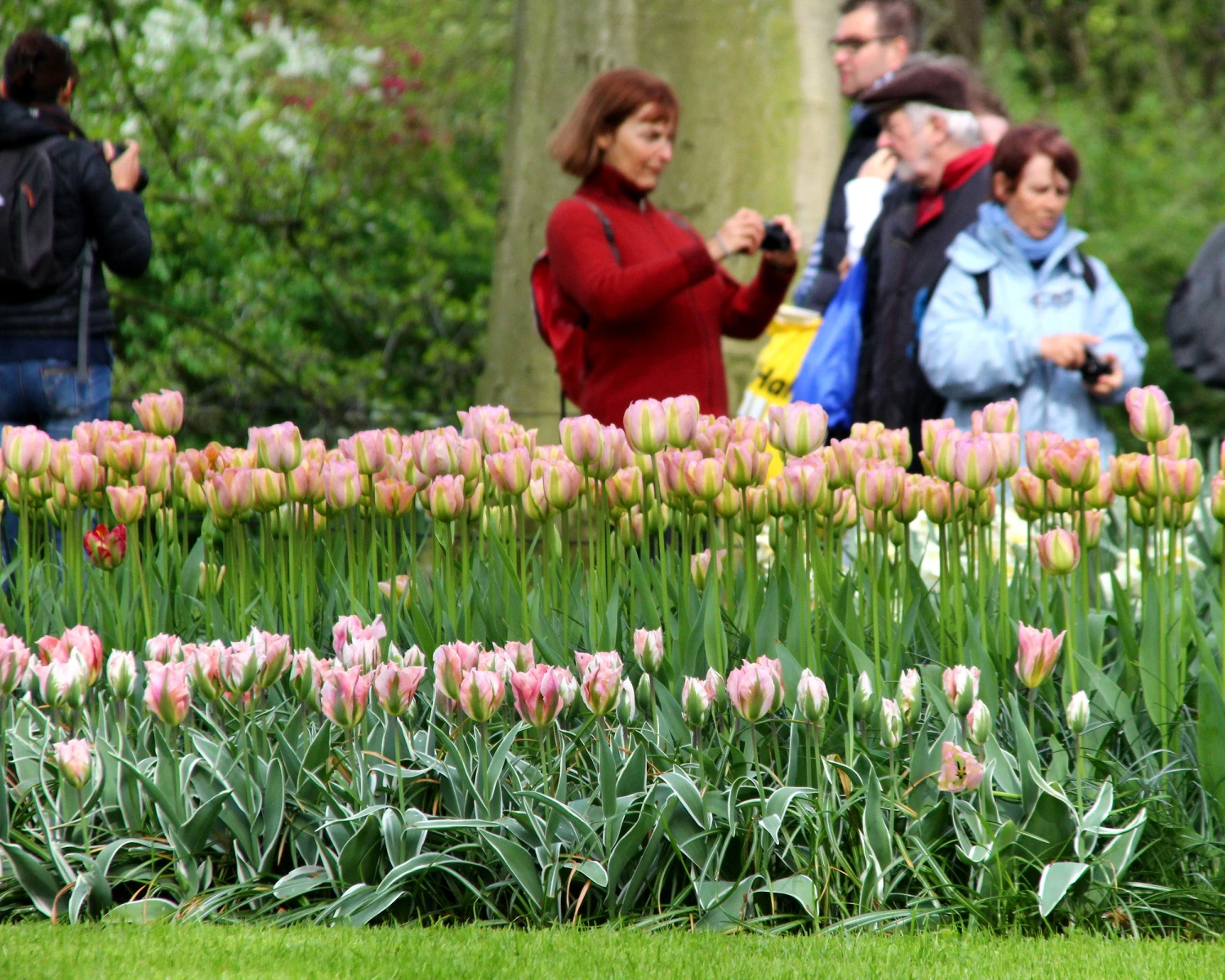 Tulip 'Greenland' - Image 4