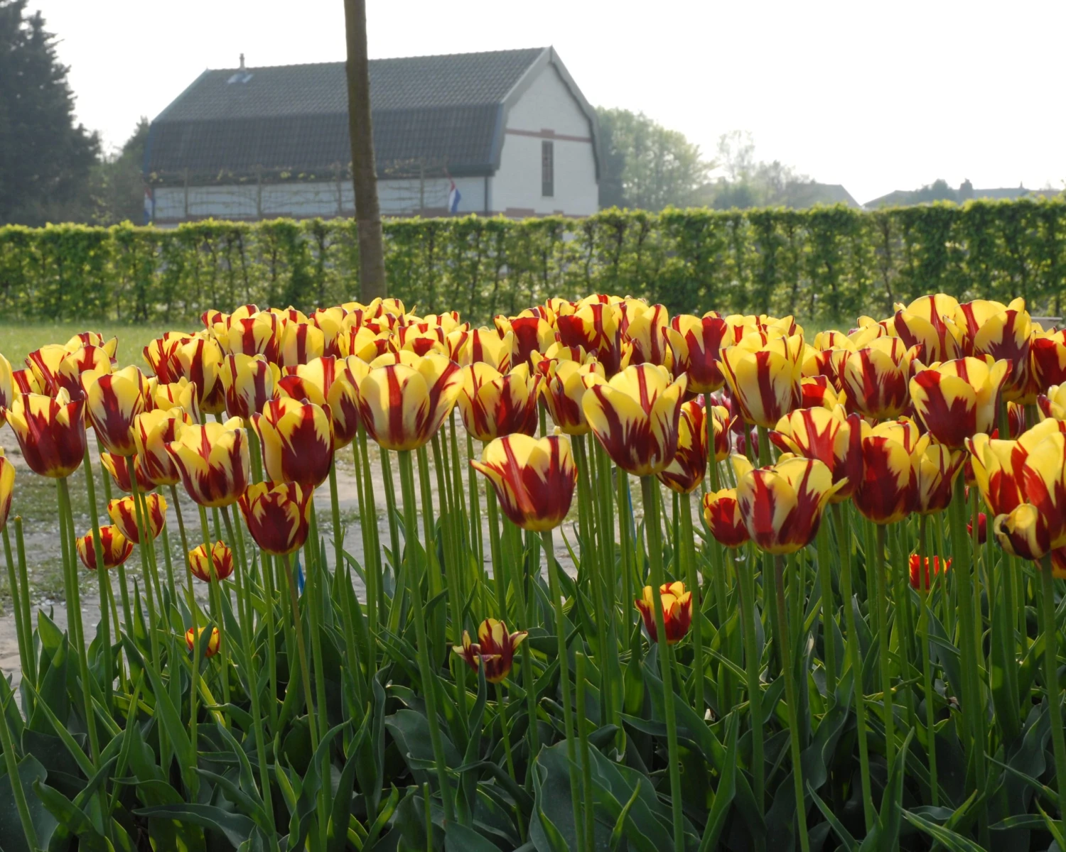 Tulip 'Helmar' - Image 2