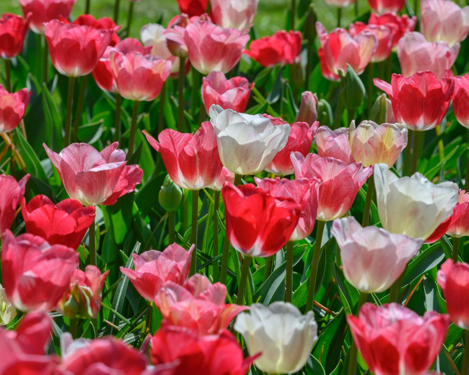 Tulip 'Hemisphere' - Image 2