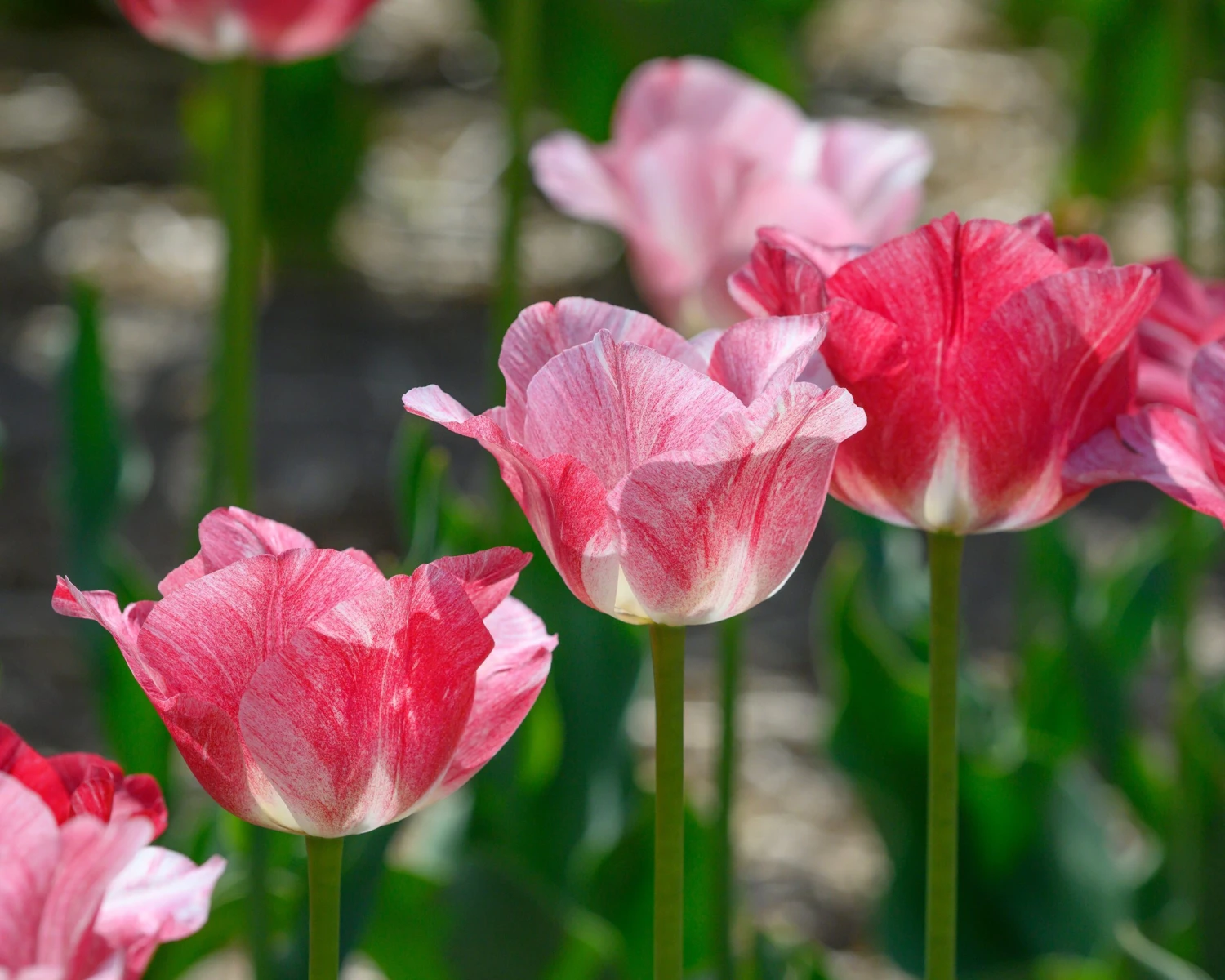 Tulip 'Hemisphere' - Image 3