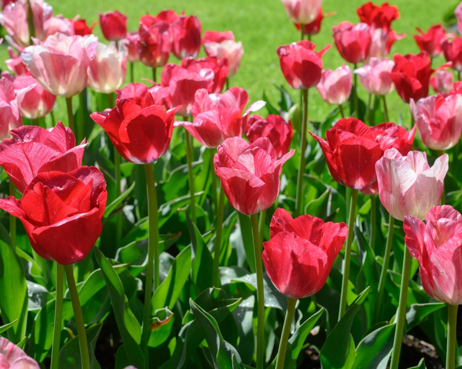 Tulip 'Hemisphere' - Image 4