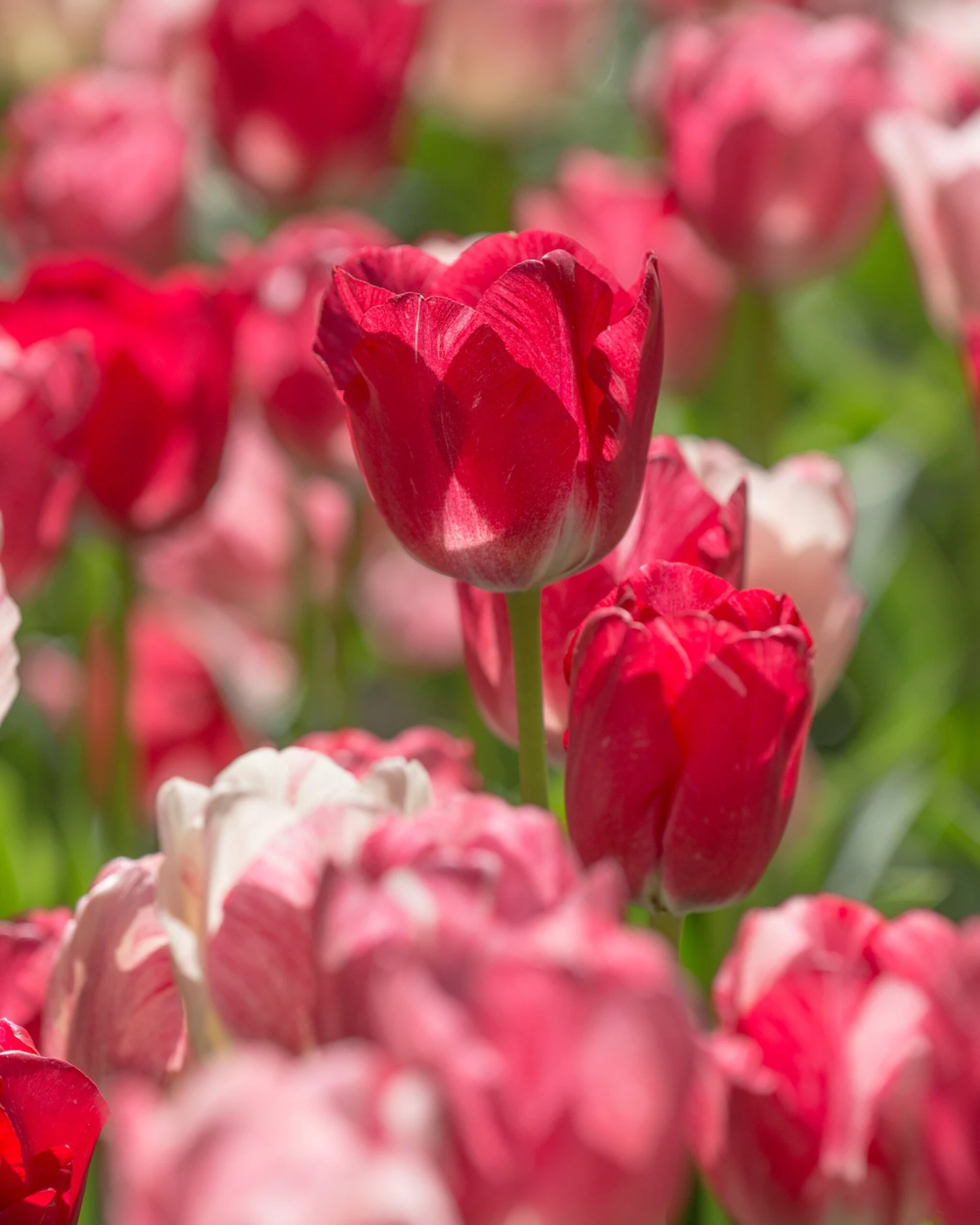 Tulip 'Hemisphere' - Image 7