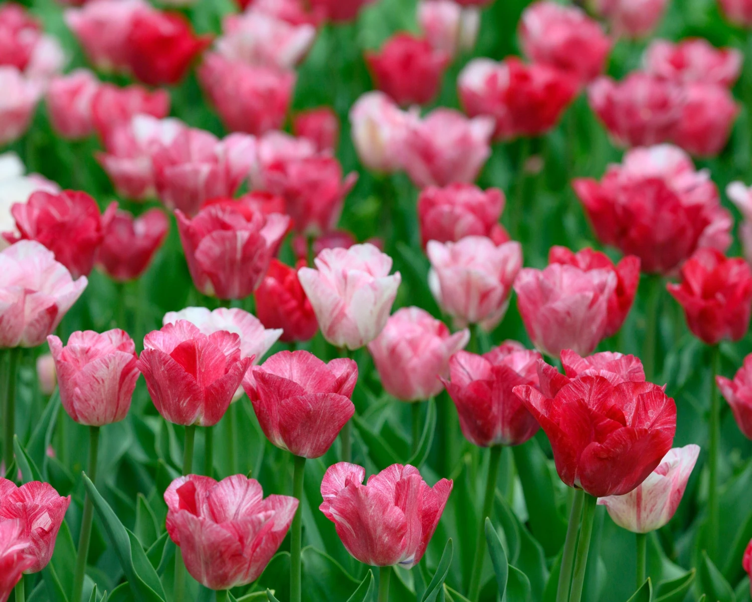 Tulip 'Hemisphere' - Image 8