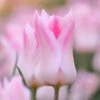 Tulip 'Holland Chic'