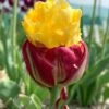 Tulip 'Ice Cream Banana'