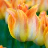 Tulip 'Je T'aime'