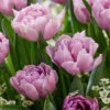 Tulip 'Katinka'