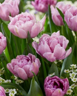 Tulip 'Katinka'