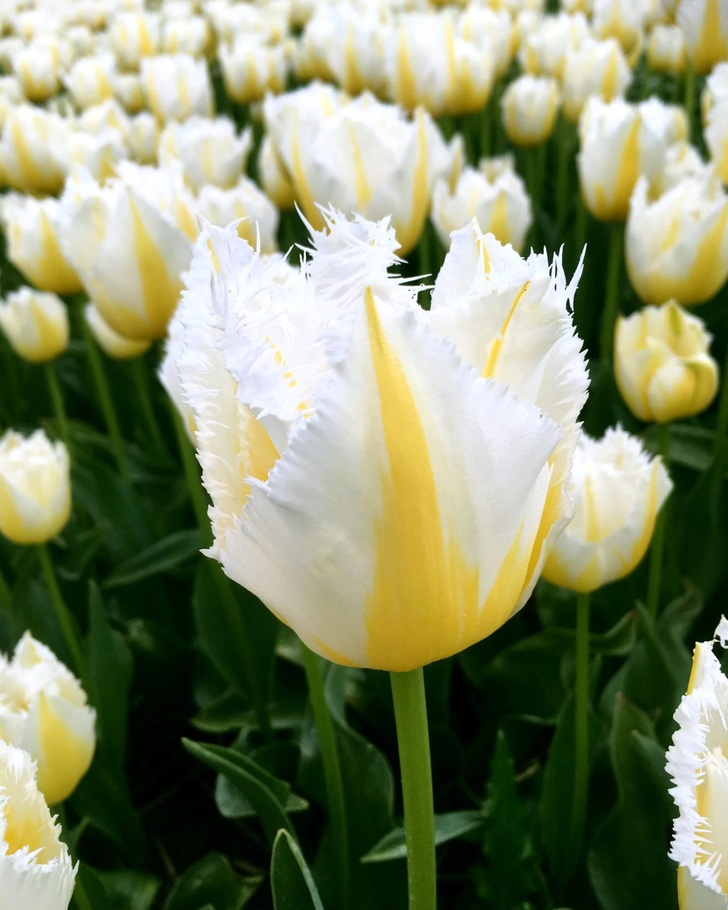 Tulip 'Lemon Beauty' - Image 6