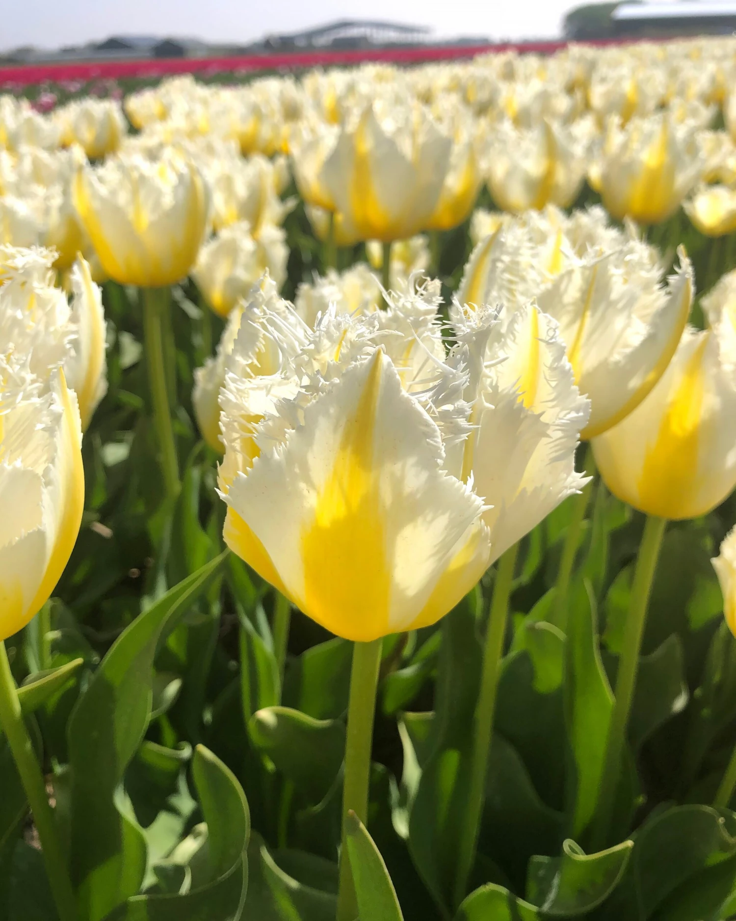 Tulip 'Lemon Beauty' - Image 4