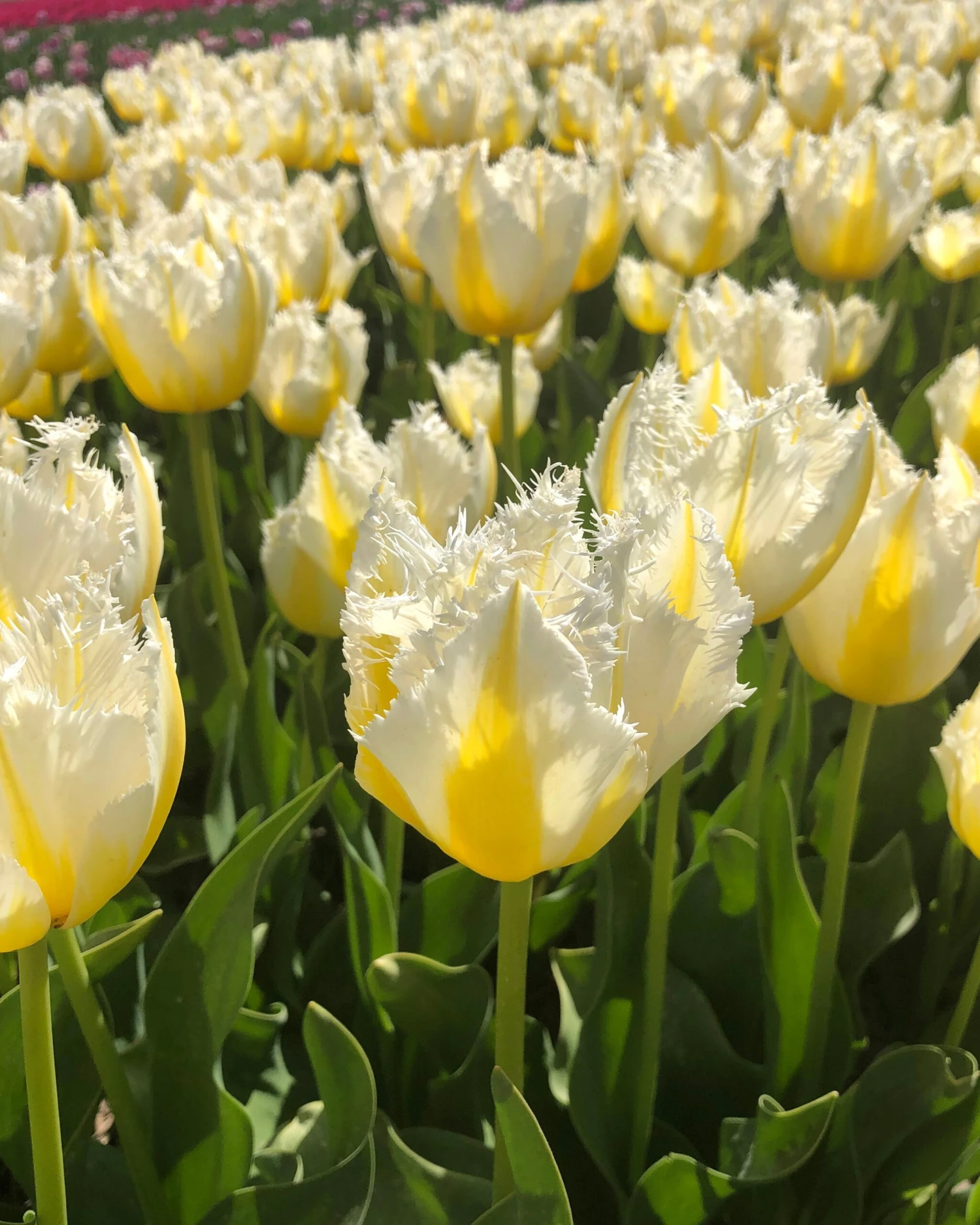 Tulip 'Lemon Beauty' - Image 8