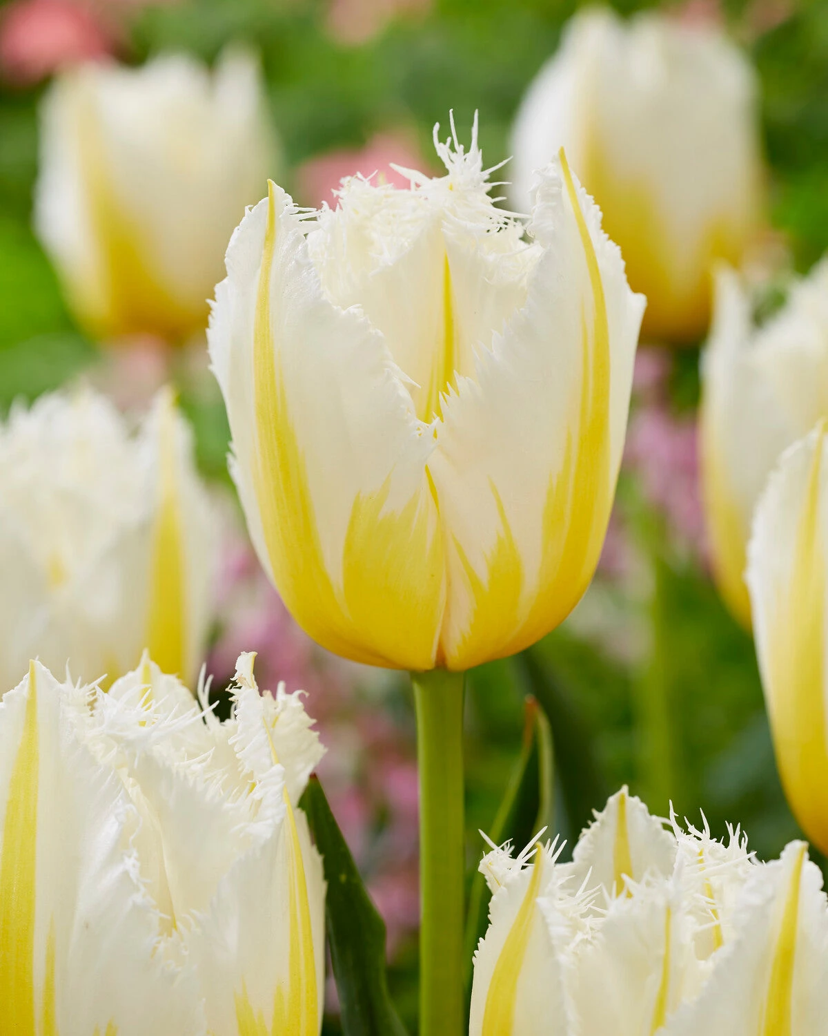 Tulip 'Lemon Beauty' - Image 3