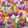 Tulip 'Lily-Flowering Mixed'