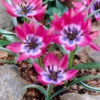 Tulip 'Little Beauty'