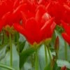 Tulip 'Red Emperor'