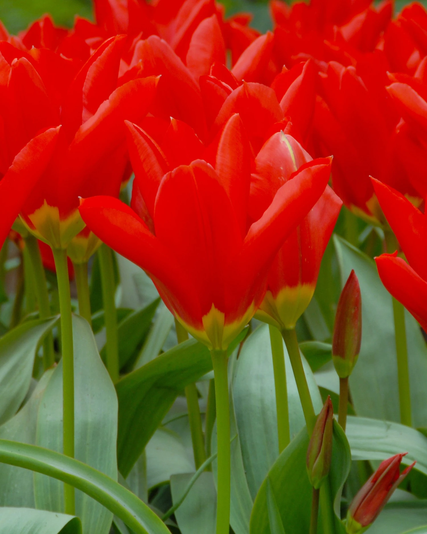 Tulip 'Red Emperor'