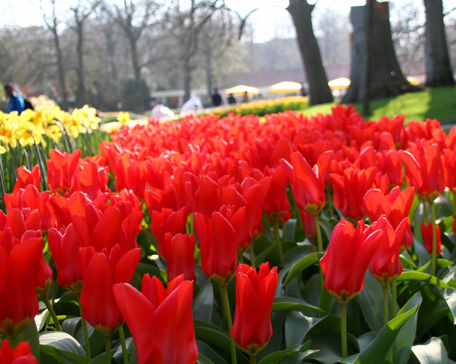 Tulip 'Red Emperor' - Image 7