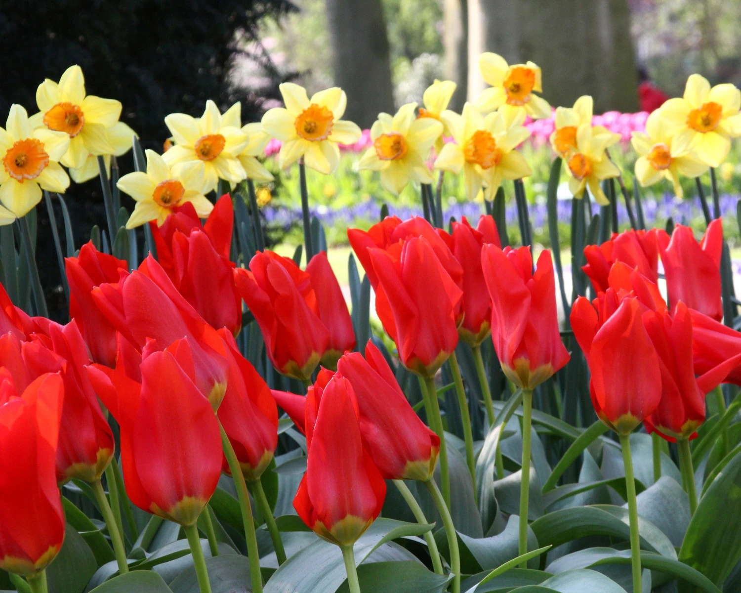 Tulip 'Red Emperor' - Image 2