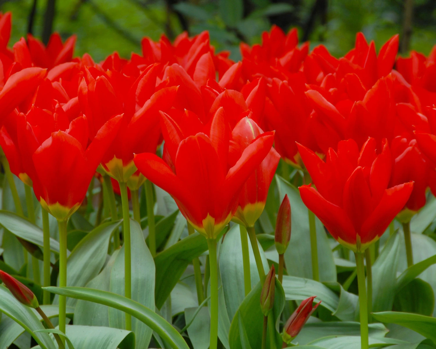 Tulip 'Red Emperor' - Image 3