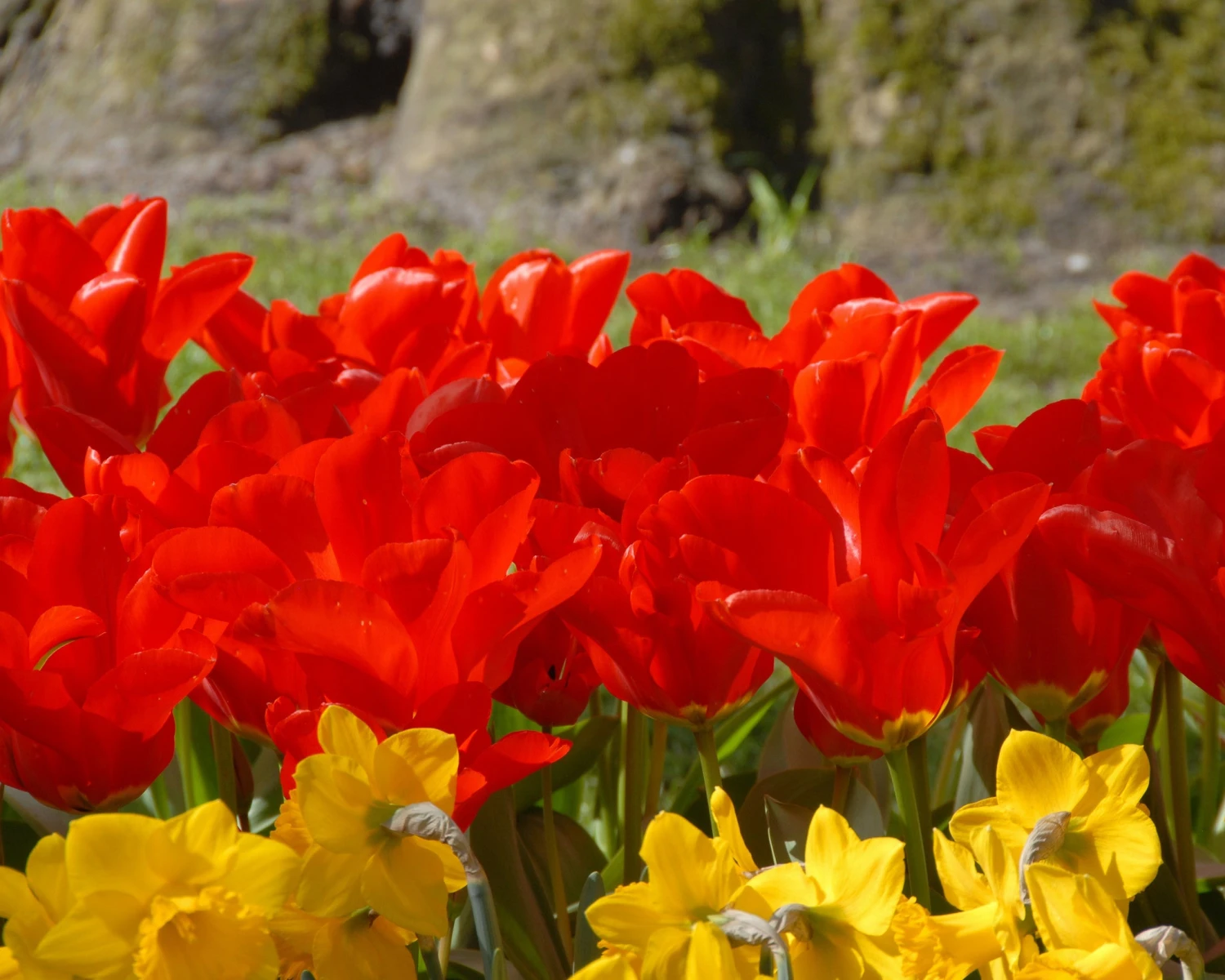 Tulip 'Red Emperor' - Image 5