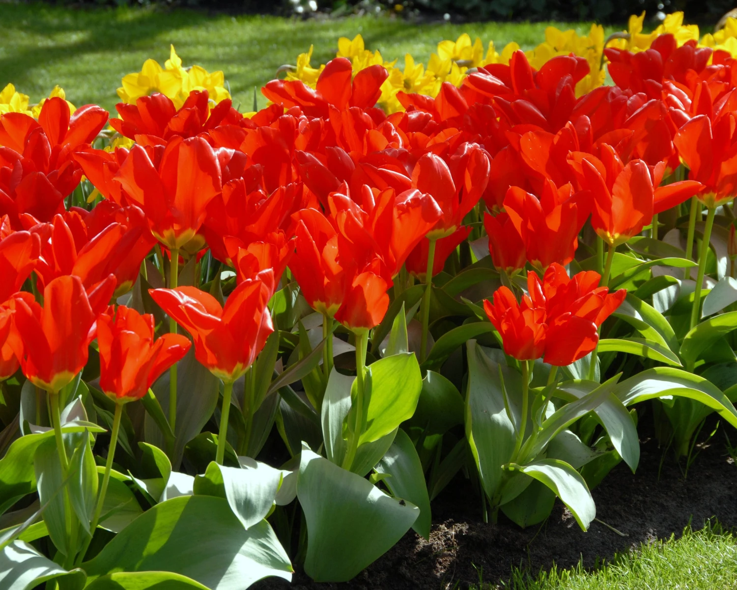 Tulip 'Red Emperor' - Image 8