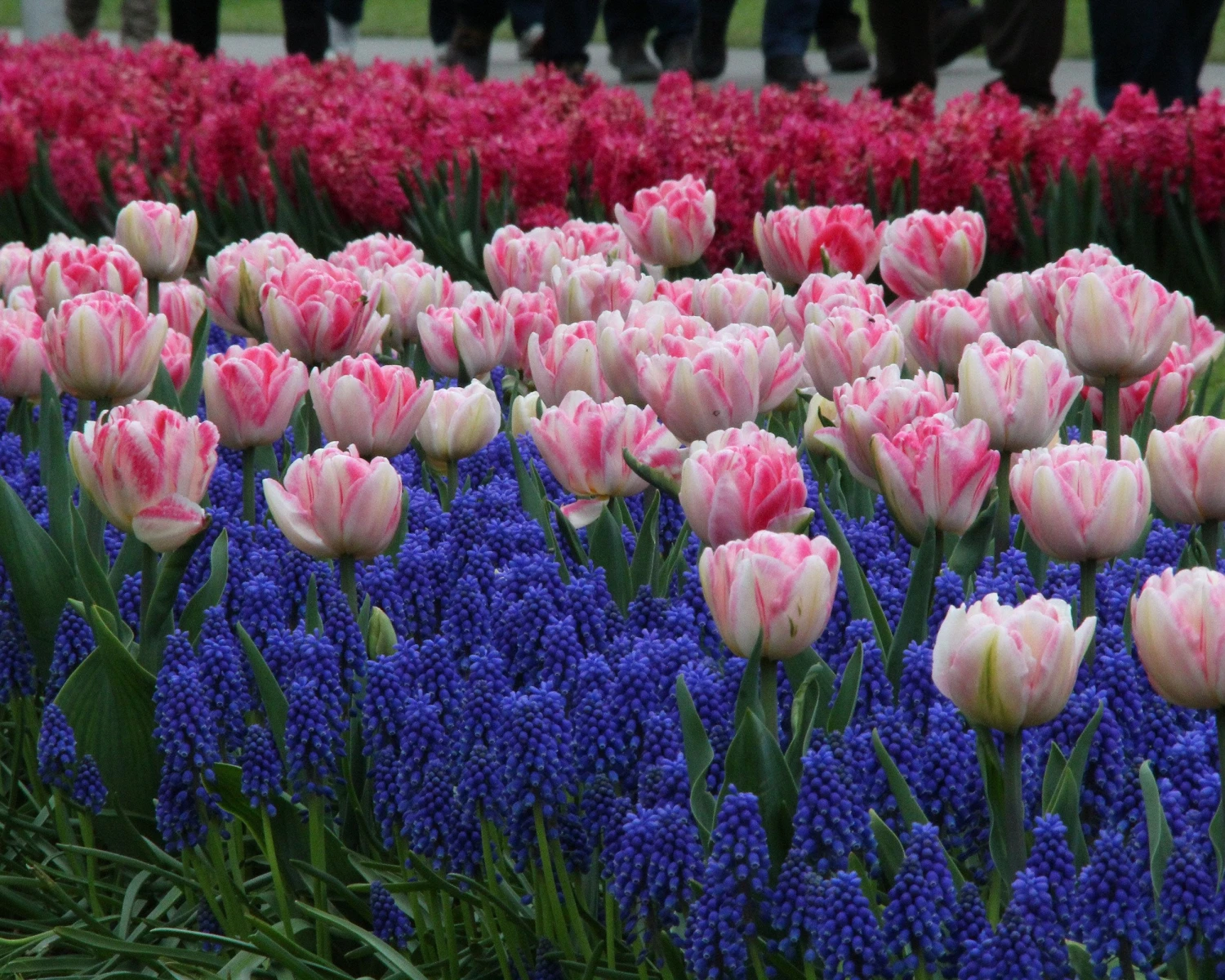 Collection 'Magenta Magic' - Image 3