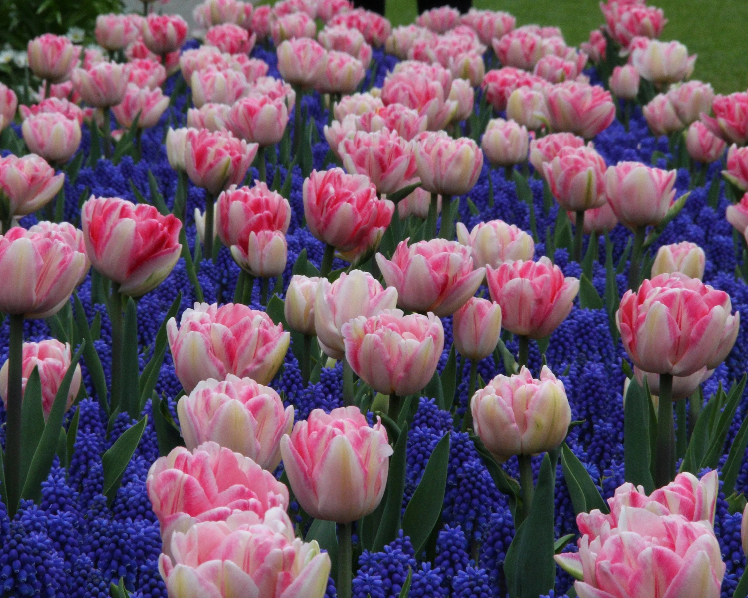 Collection 'Magenta Magic' - Image 5