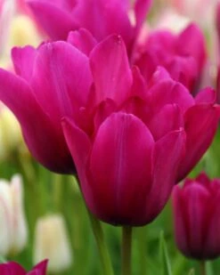 Tulip 'Night Club'