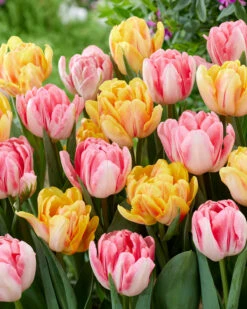 Tulip Collection 'Peach Passion'