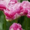 Tulip 'Pink Size'
