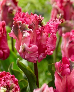 Tulip 'Power Parrot'