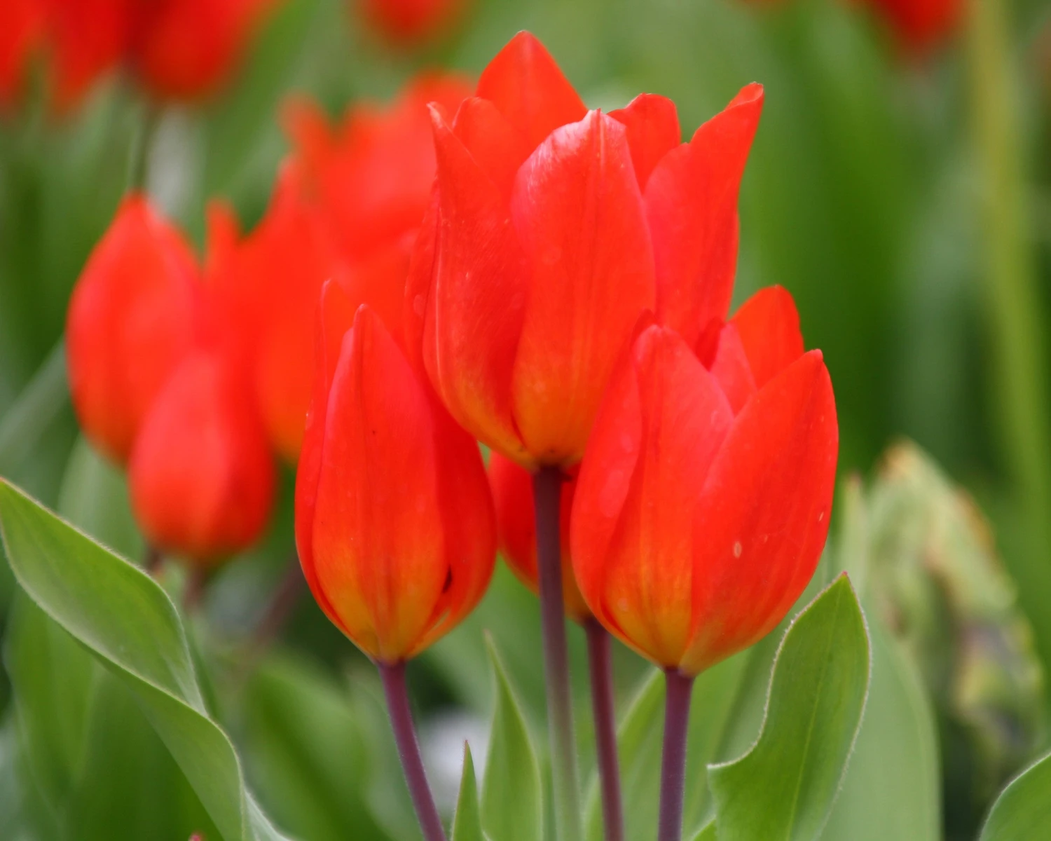 Tulip Praestans 'Fusilier' - Image 8