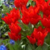 Tulip Praestans 'Fusilier'