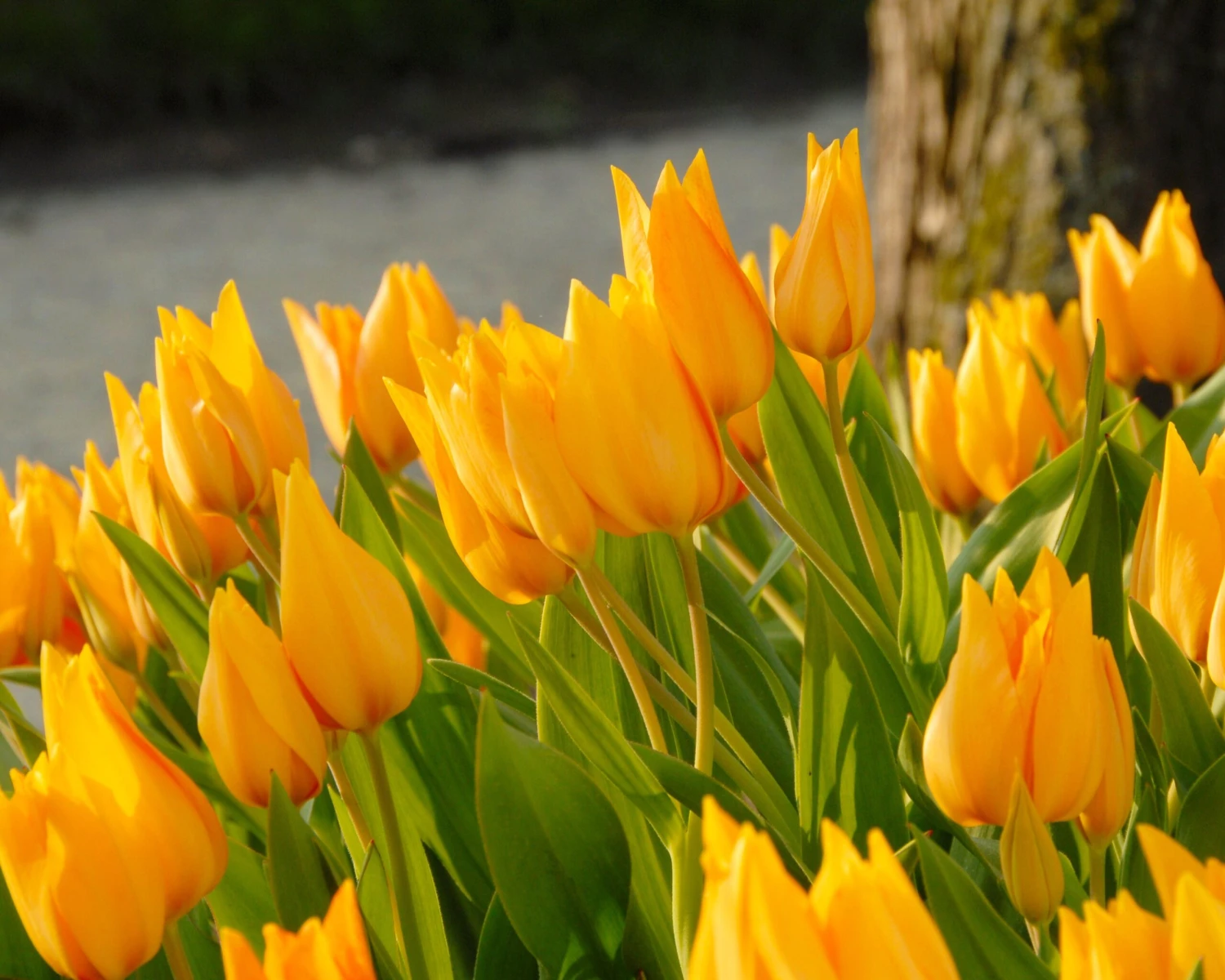 Tulip Praestans 'Shogun' - Image 3