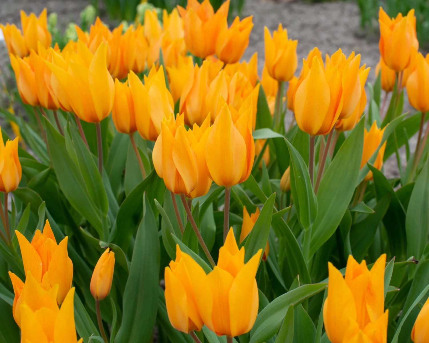 Tulip Praestans 'Shogun' - Image 7