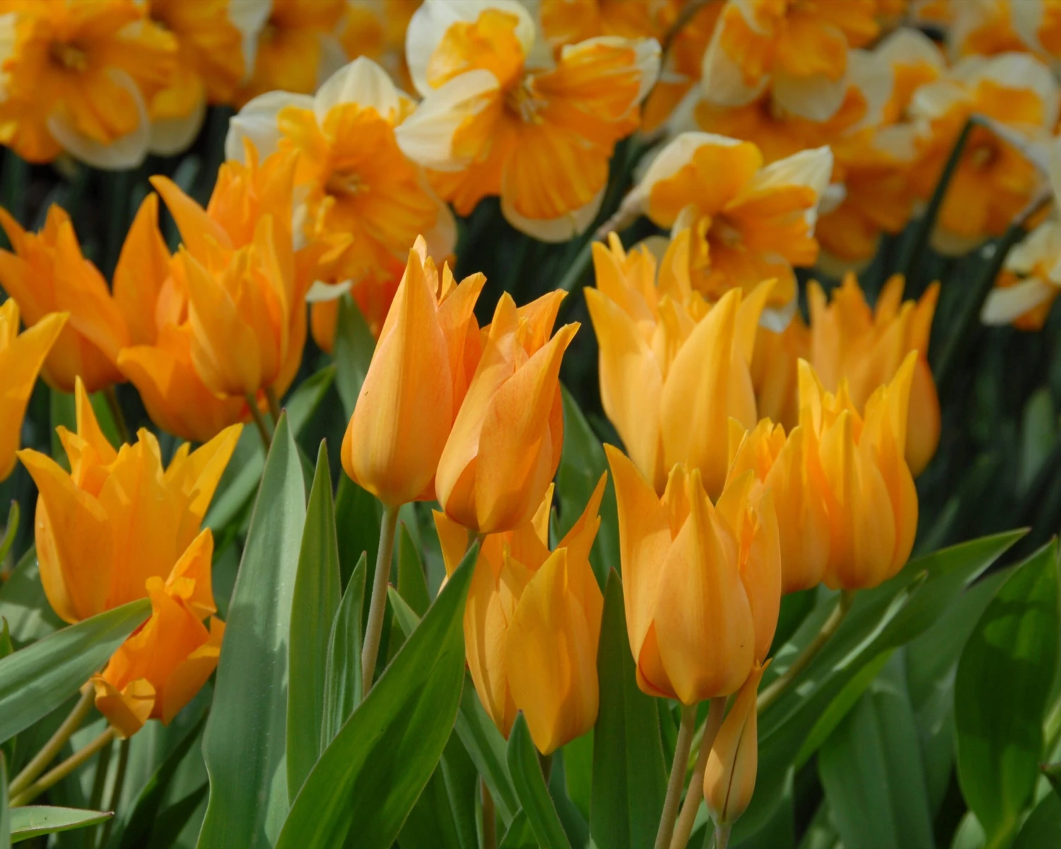 Tulip Praestans 'Shogun' - Image 10