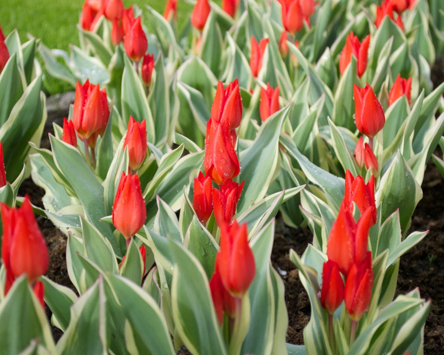 Tulip Praestans 'Unicum' - Image 2
